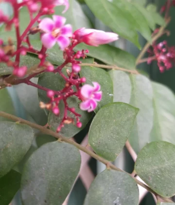 “Hạt Mầm Cho Mùa Mới” tháng 10-11/2020